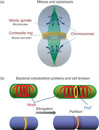 The tonoplast is a lipid bilayer, typical of other cellular membranes.recall that a lipid. Cell Cortex An Overview Sciencedirect Topics
