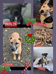 Blessed be the Bullies Rescue