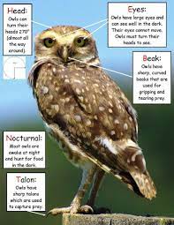 Science Activity Owl Facts Inspired By Owl Babies Owl Preschool Baby Owls Owl Facts