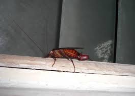 We did not find results for: These Sneaky Household Pests Are Attracted By Plumbing Leaks