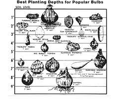 how deep should bulbs be planted tulips daffodils small