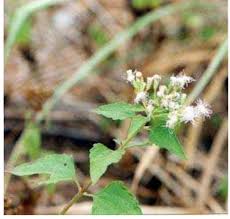 Image result for Vernonia congolensis