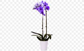 We have compiled a list of 9 such flowers that you can consider in your next bouquet purchase. Moth Orchids Lilac Singapore Orchid Cut Flowers Png 500x500px Moth Orchids Blue Cattleya Cattleya Orchids Color
