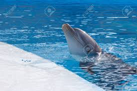 La Tete D Un Dauphin Sur Fond De La Piscine D Eau De Piscine Banque D Images Et Photos Libres De Droits Image 35283671