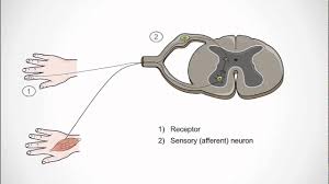 reflexes physiopedia