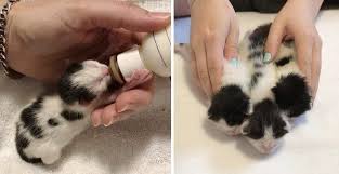 Kittens Rejected By Cat Mom Finds Someone They Love And Won T Let Go Cat Mom Cute Baby Animals Pregnant Cat