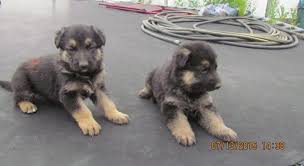 Keep in mind, the gsd has a thirst for training and fulfillment, so. Cute German Shepherd Pups For Sale In Castle Rock Colorado Classified Americanlisted Com
