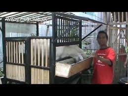 Kami menjual pupuk kandang dengan kualitas yang baik, pupuk kandang kambing kami diambil dari para peternak, sehingga pupuk dalam kondisi baik, pupuk kandang kambing kami murni dan alami. Kandang Kambing Model Baru Youtube Kambing Piaraan Peternakan