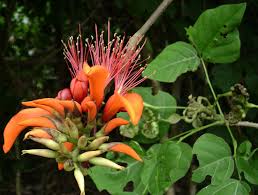Image result for Erythrina sacleuxii