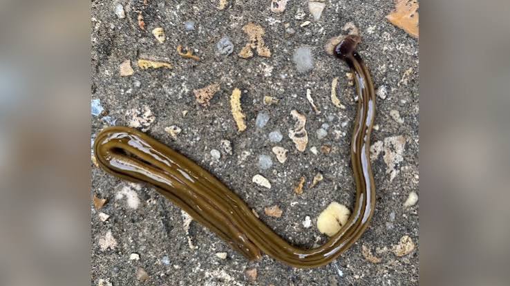 MSU Extension warns residents after invasive hammerhead worm found in  Warren County - SuperTalk Mississippi