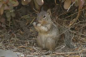 California Ground Squirrel Facts - NatureMapping