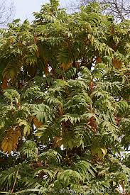 Image result for Hagenia abyssinica