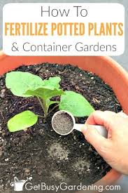 We did not find results for: How To Fertilize Outdoor Potted Plants Containers Fertilizer For Plants Potted Plants Outdoor Container Plants