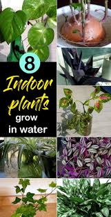 8 Best Indoor Plant Grow In Water Water Garden Plants Growing Plants Indoors Plants Grown In Water Indoor Water Garden