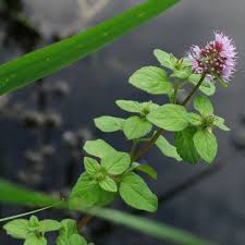 Image result for Mentha aquatica