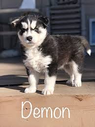 Property and sales taxes are lower than in the midwest probably due to colorado tourism. Fort Collins Co Siberian Husky Meet Demon A Pet For Adoption