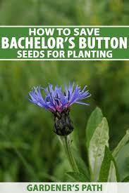 How To Save Bachelor S Button Seeds For Planting Gardener S Path Plants Seeds Bachelor Buttons