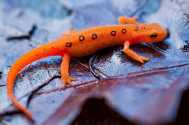 Image result for newt