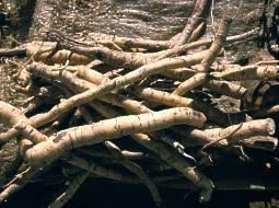 Image result for Mondia ecornuta