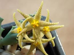 Image result for Piaranthus atrosanguineus