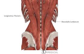 However, if the initial treatment is not helpful or the patient has a more complex underlying medical cause, then obtaining an accurate diagnosis will allow the treatment (s) to be specifically tailored. Muscles Advanced Anatomy 2nd Ed