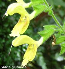 Image result for Ferraria glutinosa