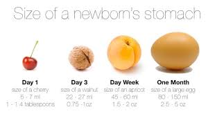 Newborn Stomach Capacity Jo Becketts Breastfeeding Resources