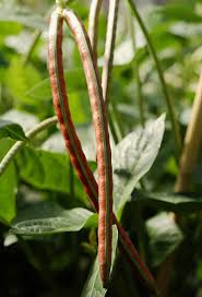 Image result for Triumfetta dekindtiana