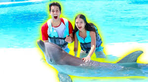 Nuotare con i delfini a sharm el sheikh. Facciamo Il Bagno In Piscina Con I Delfini Youtube