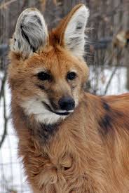 Maned Wolf Unusual Animals Animals Beautiful Majestic Animals