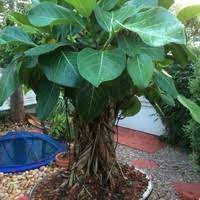 Each and every part of the plant is extremely potent in treating various ailments of the body. Does The Kulekhara Hygrophila Plant Actually Work In Increasing Haemoglobin Quora