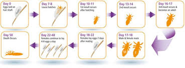 When contemplating does coloring your hair kill lice, here is how hair dye can get you started on getting rid of lice, but you have to decide if it is worth it. Does Hair Dye Kill Lice Nits And Lice Eggs On Head Hair Mag