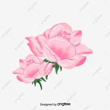 الوردي الورود جميلة مرسومة جامدة وجديدة جمالية رسمت باليد