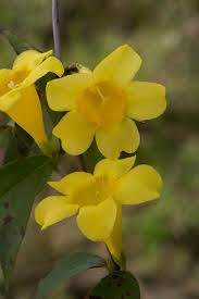 Plant in open site with good drainage. Wednesday S Wildflower Yellow Jessamine