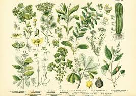 Image result for Euphorbiaceae