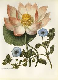 Vintage Botanical Print Of Lotus Pink Blue Buy By Gallerybotanica 15 00 Vintage Botanical Prints Botanical Drawings Botanical Prints