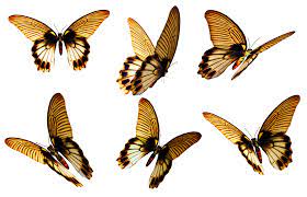 Butterflies 6 Png Stock By Roys Art On Deviantart Butterfly Pictures Butterfly Png