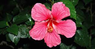 Check spelling or type a new query. Rosa De China Tambien Llamada Hibisco