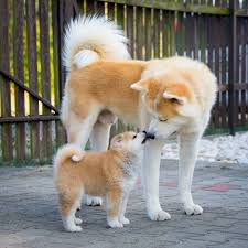 Tail does not curl enough to touch the back. The 16 Cutest Akita Inu Dogs Currently Online Pettime