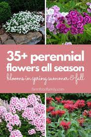35 Perennial Flowers All Season Guide For Blooms In Spring Summer Fall Perennial Garden Design Flowers Perennials Perennials