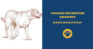 How to draw a dog: How To Draw A Golden Retriever Step By Step Guide
