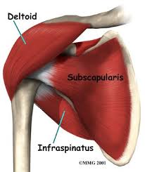 There are three main muscles in your shoulder: Human Anatomy And Physiology Anatomy And Physiology Muscle Anatomy
