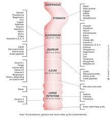 Absorption Of Nutrients Across Intestines About A Dietitian Nutrition Colorectal Nutrition Resources