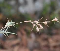 Image result for Tetrapogon tenellus