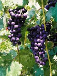Pin On Exotic Fruits And Vegetables