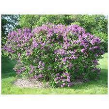I have transplanted many lilac bushes from the original bushes that my grandmother planted on our. Common Lilac Syringa Vulgaris 1 Gallon Growers Solution