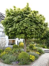 Hausbaume Fur Kleine Garten Garten Sad Dizajn Sada Und Ogorod