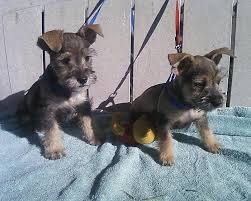 The long haired chihuahua is an ancient dog breed which has a big heart and is fiercely loyal to people and protectors of their pack. 15 Chihuahua Mixed Breeds Pint Sized Cuties To Cuddle With