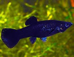 All living beings need healthy food for good life. Yucatan Sphenops Molly Arizona Aquatic Gardens