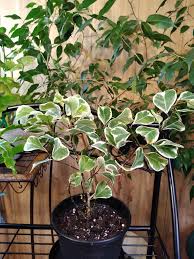 Image result for Ficus triangularis